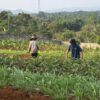 Lapas Warungkiara Berdayakan Belasan Narapidana Kelola Sapi hingga Perkebunan