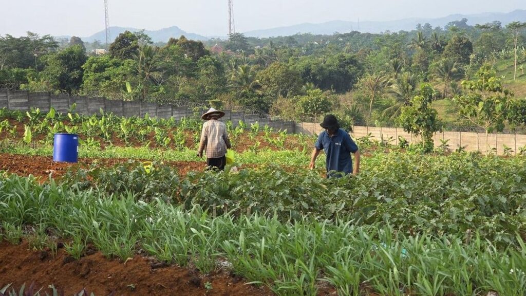 Lapas Warungkiara Berdayakan Belasan Narapidana Kelola Sapi hingga Perkebunan