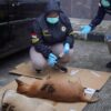 Polisi Tetapkan Pemilik Empat Anjing Pemburu Tersangka di Bogor