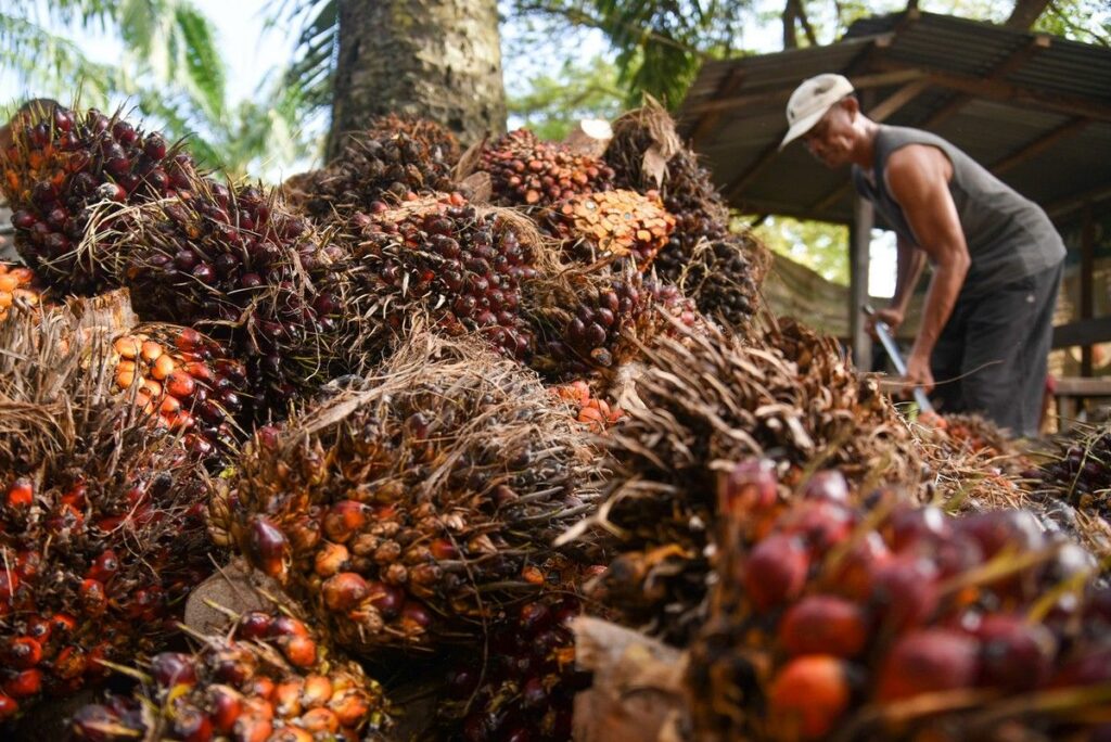 Satgas PKH Tata Kawasan Hutan, Pelaku Usaha Desak Kepastian Hukum