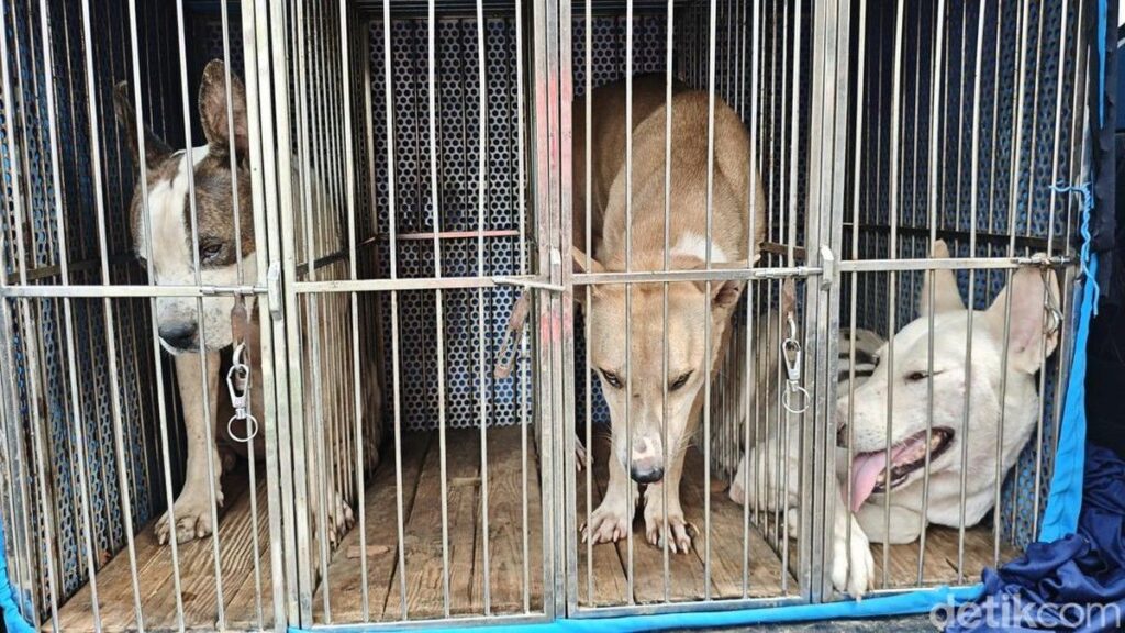 Kecamatan Jasinga Usulkan Aturan Berburu Pascaserangan Anjing di Bogor