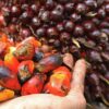 Petani Plasma Ungkap Perusahaan Sawit Beli TBS Sesuai Harga Disbun
