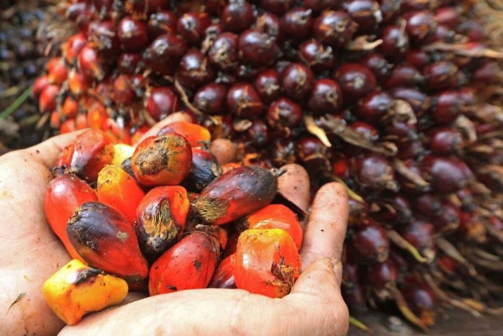 Petani Plasma Ungkap Perusahaan Sawit Beli TBS Sesuai Harga Disbun