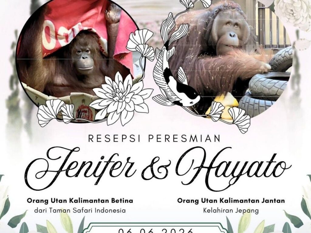 Indonesia dan Jepang Kerja Sama Konservasi Orang Utan di Tobe Zoo