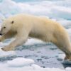 Beruang Kutub di Svalbard Makin Gemuk Saat Es Laut Menyusut
