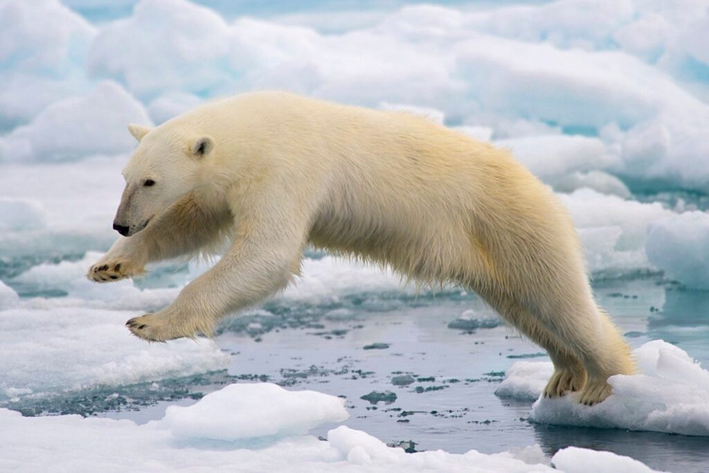 Beruang Kutub di Svalbard Makin Gemuk Saat Es Laut Menyusut