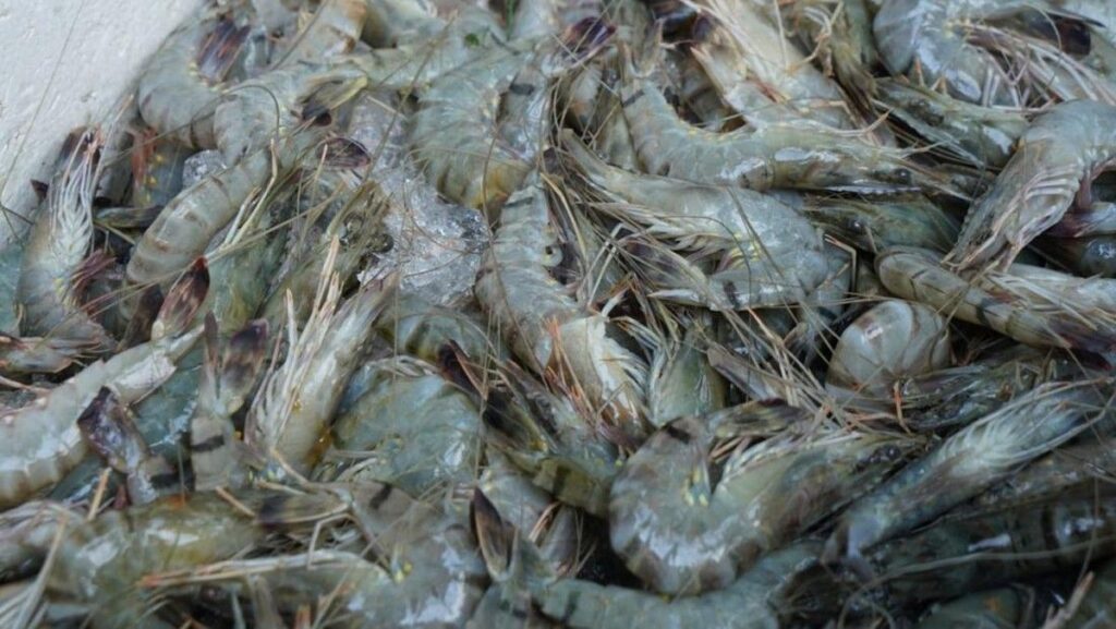 Pakar IPB Ungkap Penyebab Fenomena Udang Naik ke Permukaan Sungai Kalsel