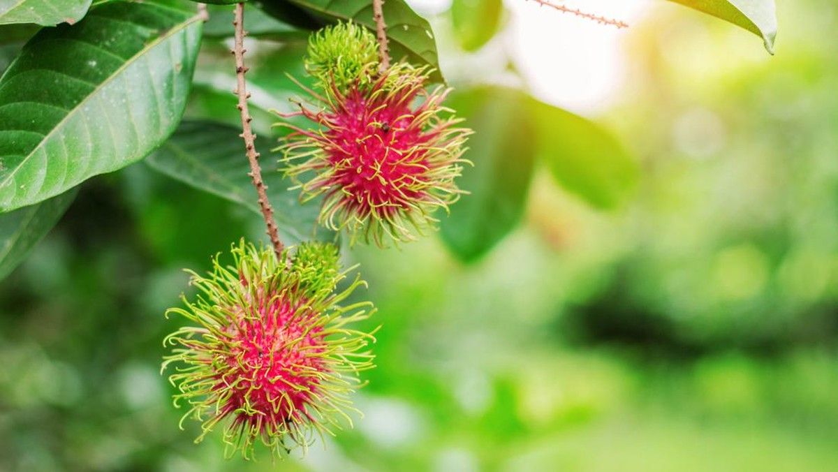 IPB Ungkap Tiga Penyebab Utama Buah Rambutan Langka pada Akhir 2025