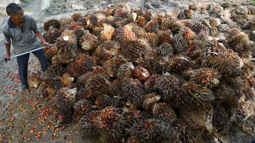 Koperasi Mandiri Siap Kelola Industri Sawit dari Hulu hingga Hilir