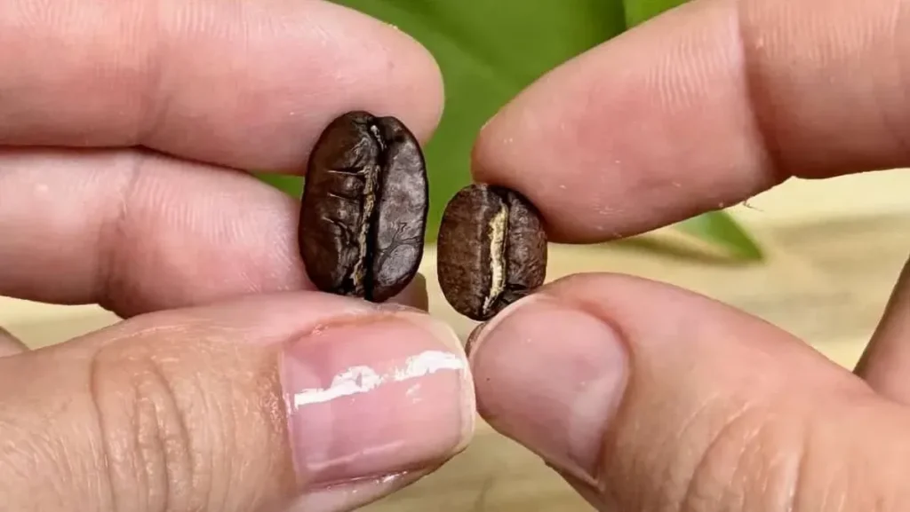 5 Biji Kopi Paling Unik di Dunia dan Alasannya
