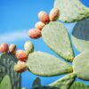 Mengenal Potensi Kaktus Pir Berduri Sebagai Bahan Superfood Masa Depan