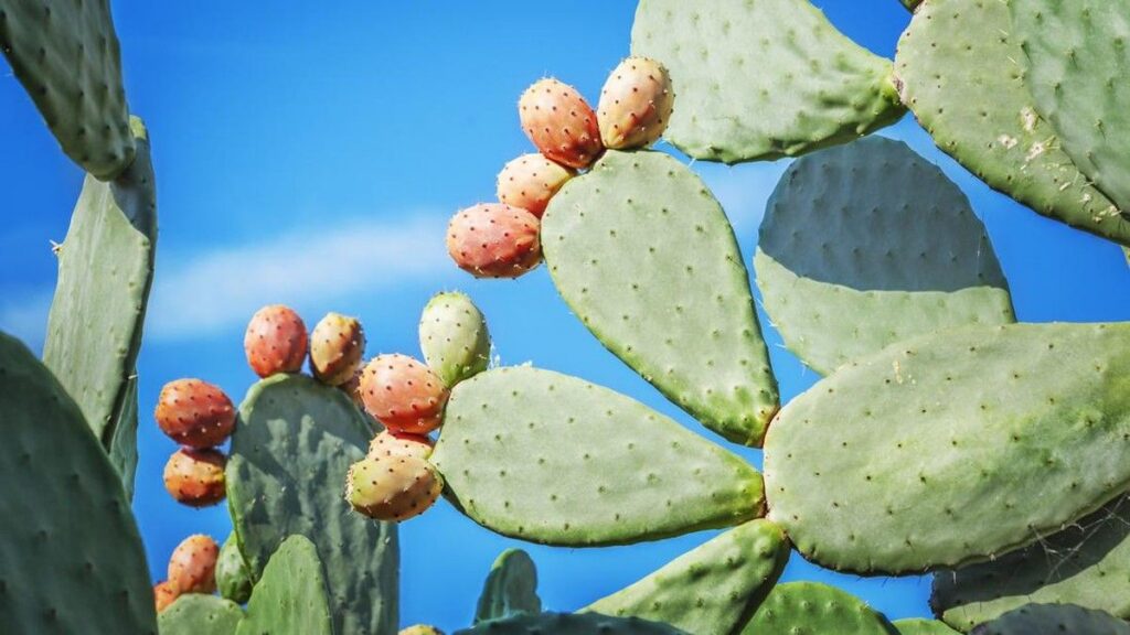 Mengenal Potensi Kaktus Pir Berduri Sebagai Bahan Superfood Masa Depan