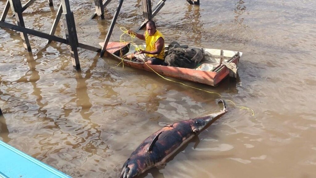 Bangkai Lumba-Lumba yang Masuk Sungai Mahakam Ditemukan Mati