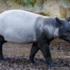 Warga Mesuji Sembelih dan Masak Rica-Rica Satwa Dilindungi Tapir