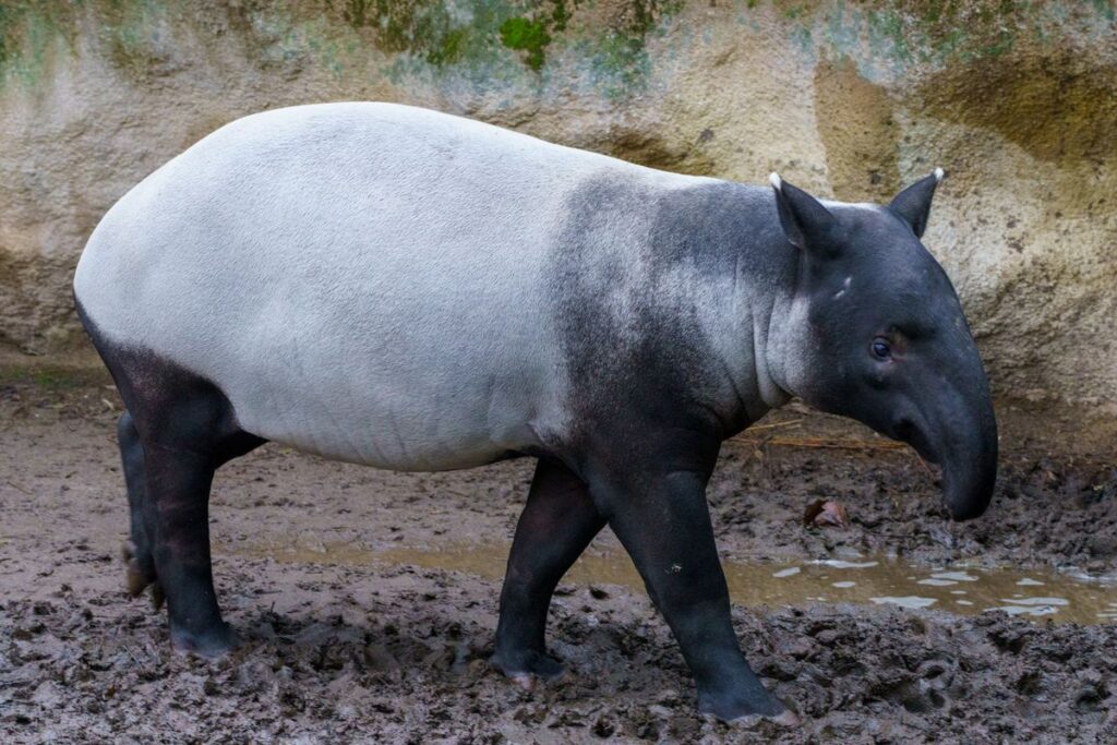 Warga Mesuji Sembelih dan Masak Rica-Rica Satwa Dilindungi Tapir