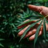 Bea Cukai dan BNN Gagalkan Penyelundupan Ganja 3,37 Ton asal Thailand