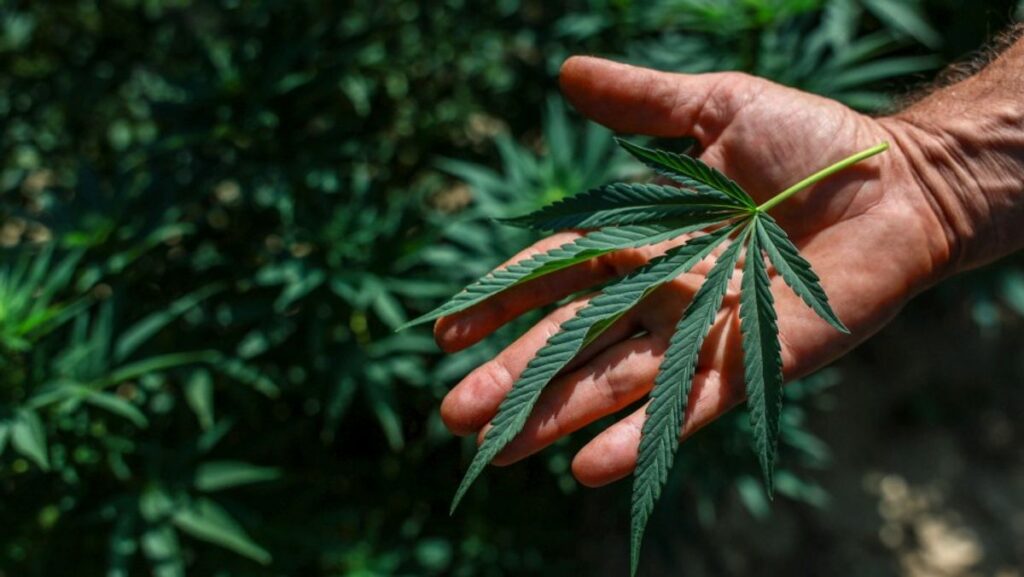 Bea Cukai dan BNN Gagalkan Penyelundupan Ganja 3,37 Ton asal Thailand