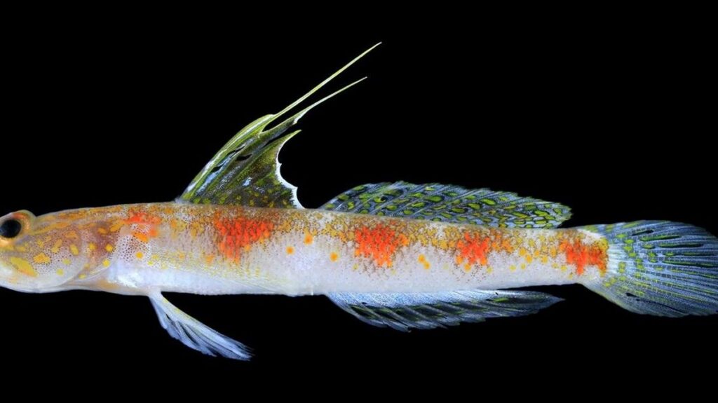 BRIN Temukan Spesies Baru Ikan Gobi Udang di Perairan Banyuwangi