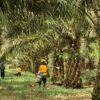 Dilema Kelapa Sawit Antara Lingkungan dan Tulang Punggung Ekonomi