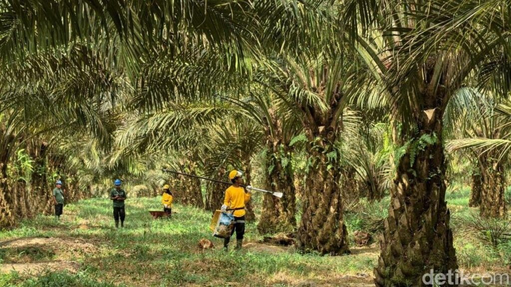 Dilema Kelapa Sawit Antara Lingkungan dan Tulang Punggung Ekonomi