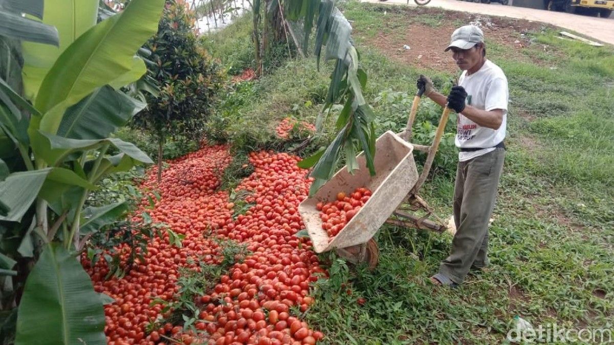 Bapanas Gelar Aksi Beli Tomat Petani Cianjur Rp6.500 per Kg