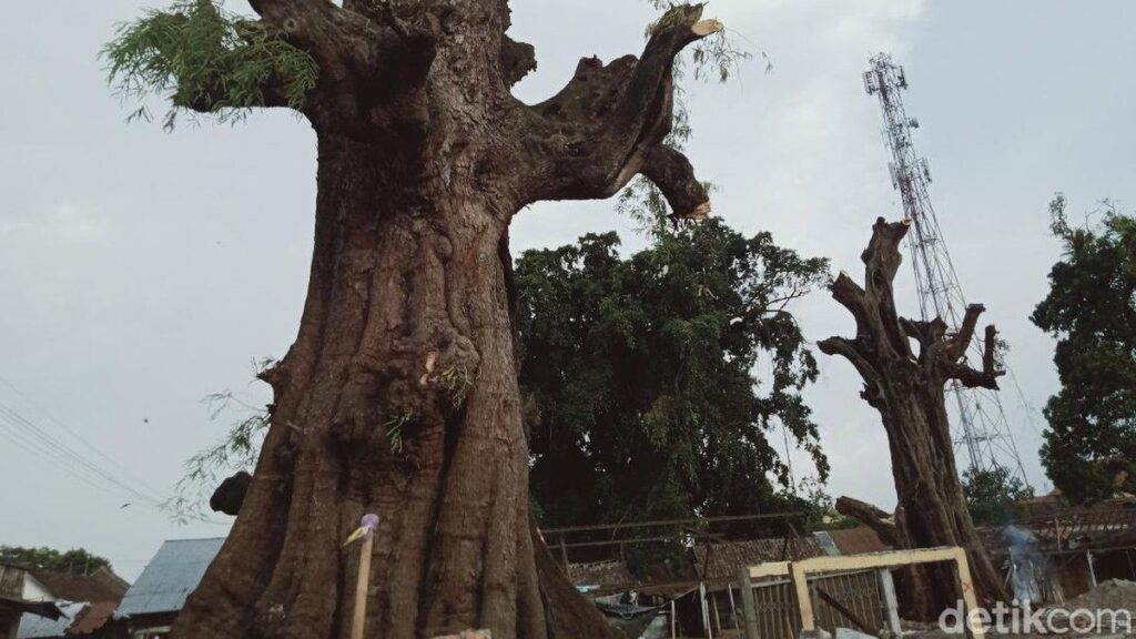 Pemerintah Kolonial Belanda Sengaja Tanam Pohon Asam Jawa di Pinggir Jalan
