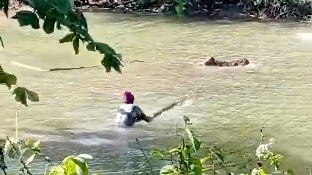 Buaya Muara Serang Sapi Warga di Situ Habibie Sukabumi