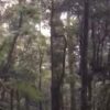 Tim SAR Evakuasi Pendaki Kram di Gunung Gede Pangrango