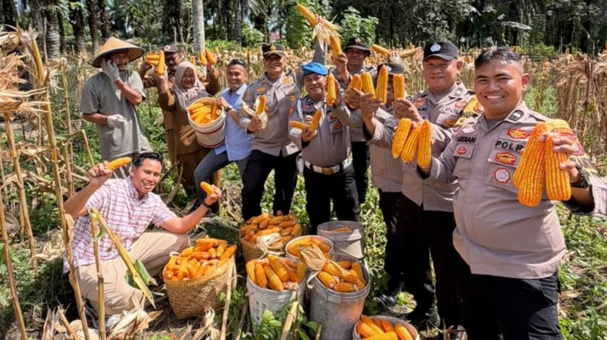 Polsek Bukit Kapur Panen Satu Ton Jagung Pipil di Dumai