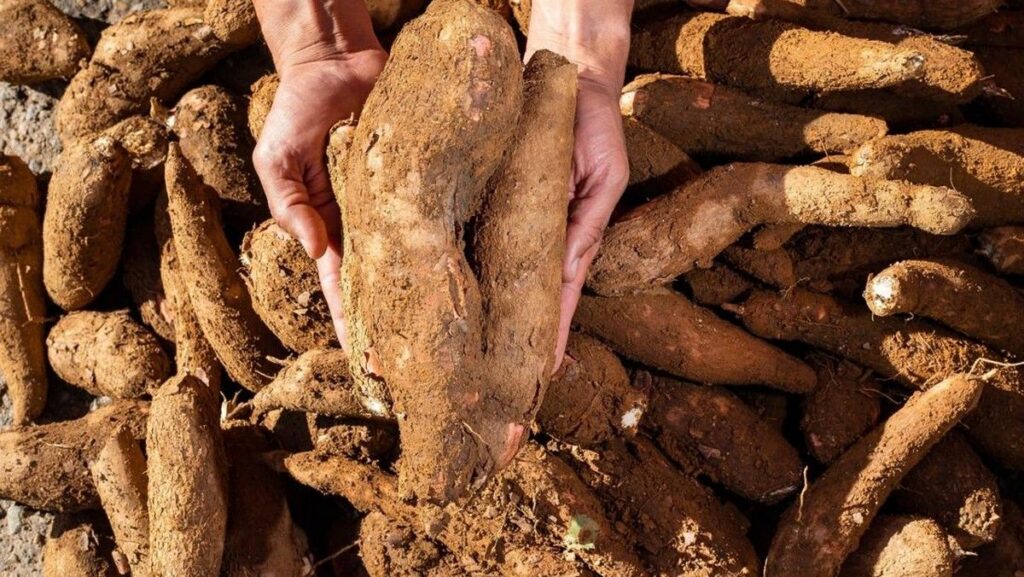 ESDM Bidik Tiga Komoditas Bahan Baku Mandatori Bioetanol E20