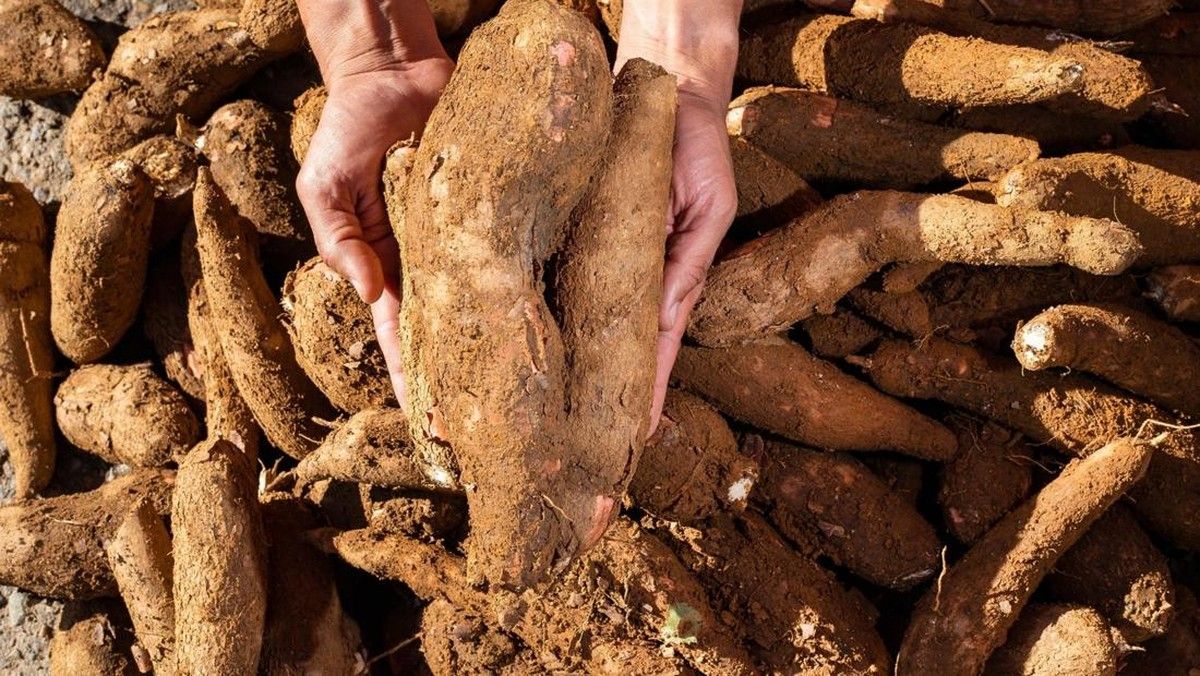 ESDM Bidik Tiga Komoditas Bahan Baku Mandatori Bioetanol E20
