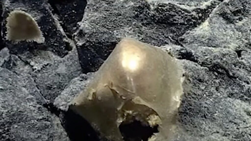 Ilmuwan Berhasil Pecahkan Misteri Bola Emas di Dasar Laut Alaska