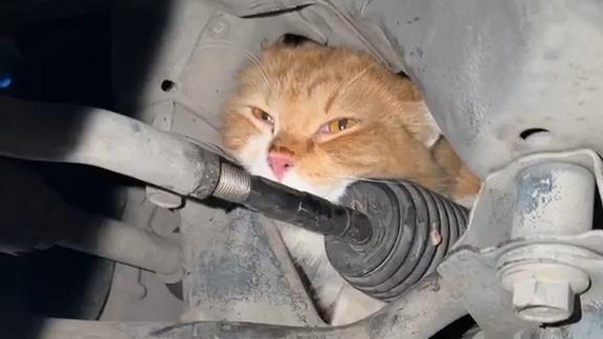 Petugas BPBD Bantul Evakuasi Kucing dari Kap Mesin Mobil