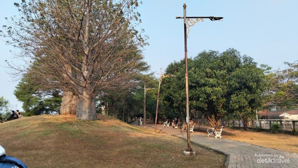 Taman Ria Rio Viral di Jakarta Timur Tawarkan Pohon Baobab Ikonik
