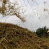 Akademisi Pertanian Soroti Data Keuntungan Penggilingan Padi