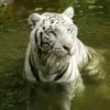 Night Safari Singapura Lakukan Eutanasia pada Harimau Putih Pasha