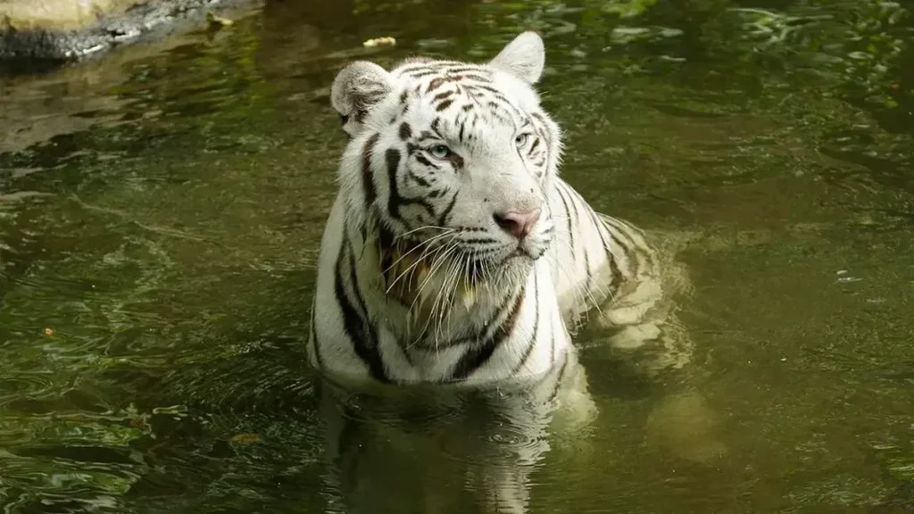 Night Safari Singapura Lakukan Eutanasia pada Harimau Putih Pasha