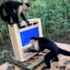 Kecerdasan Buatan CapuchinAI Uji Kemampuan Kognitif Monyet di Hutan