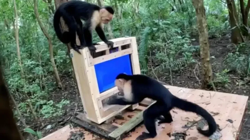 Kecerdasan Buatan CapuchinAI Uji Kemampuan Kognitif Monyet di Hutan