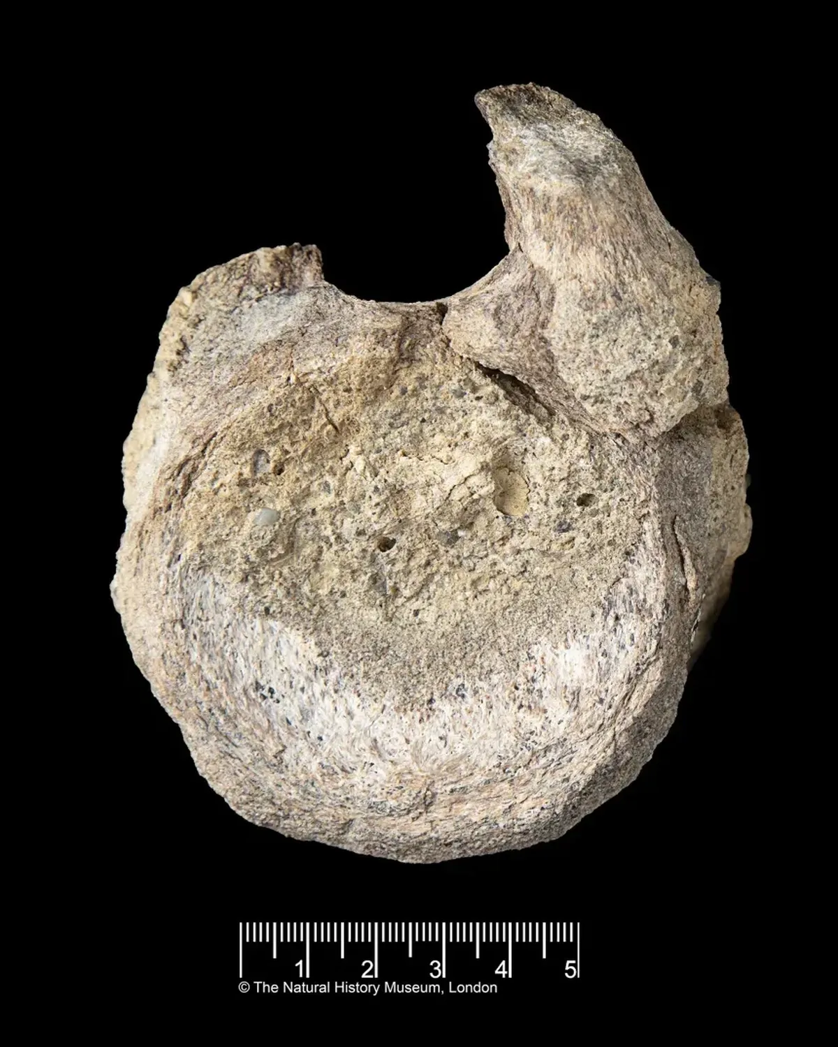 Peneliti Identifikasi Fosil Dinosaurus Pertama di Antartika