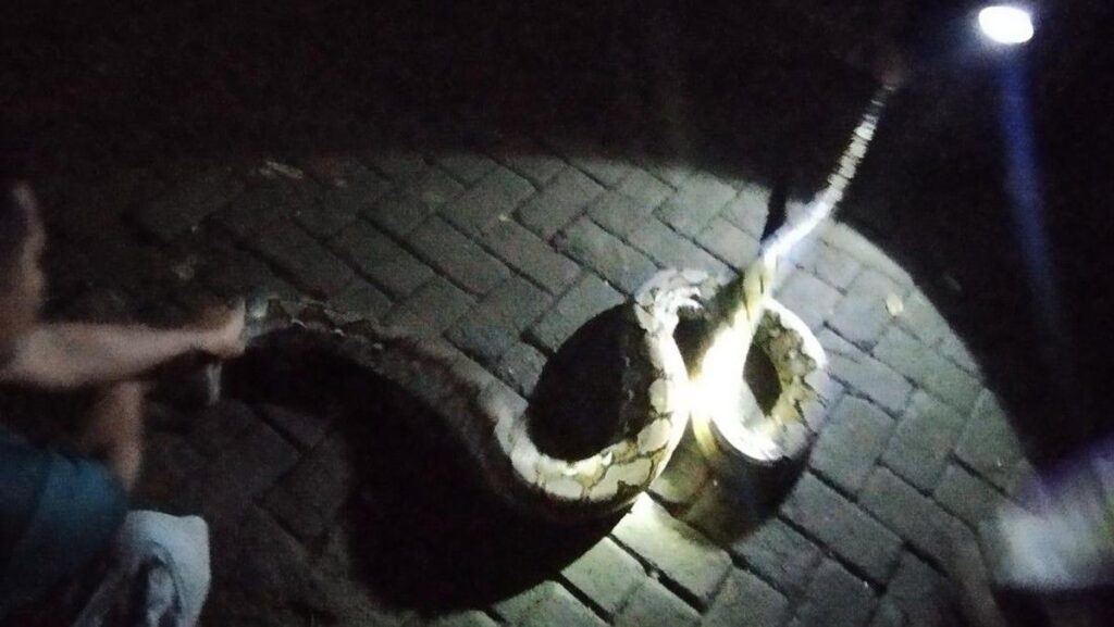 Damkar Evakuasi Ular Sanca Lilit Kucing di Gunung Putri Bogor