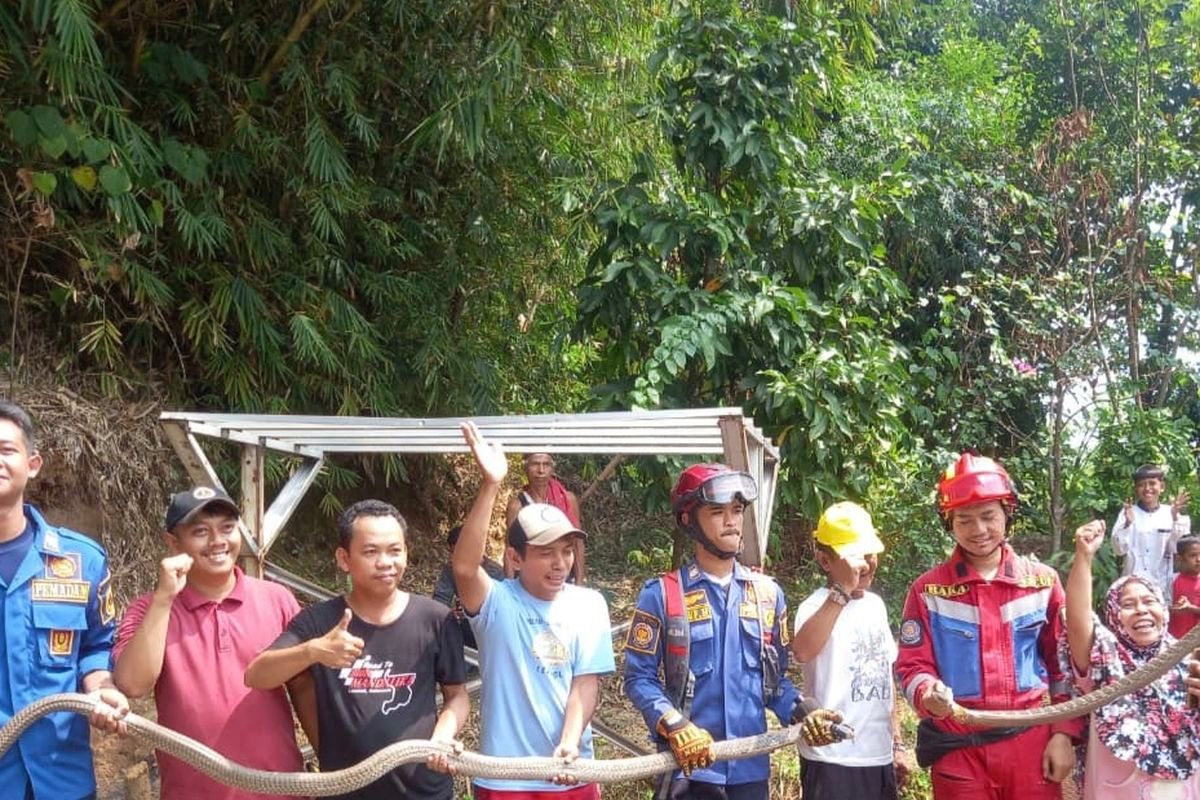 Damkar Evakuasi Dua King Kobra di Jonggol Bogor