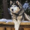 Polisi Selidiki Kasus Penganiayaan Anjing Husky di Bekasi