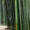 Studi NIFoS Ungkap Hutan Kota Mampu Turunkan Suhu Hingga 2 Derajat