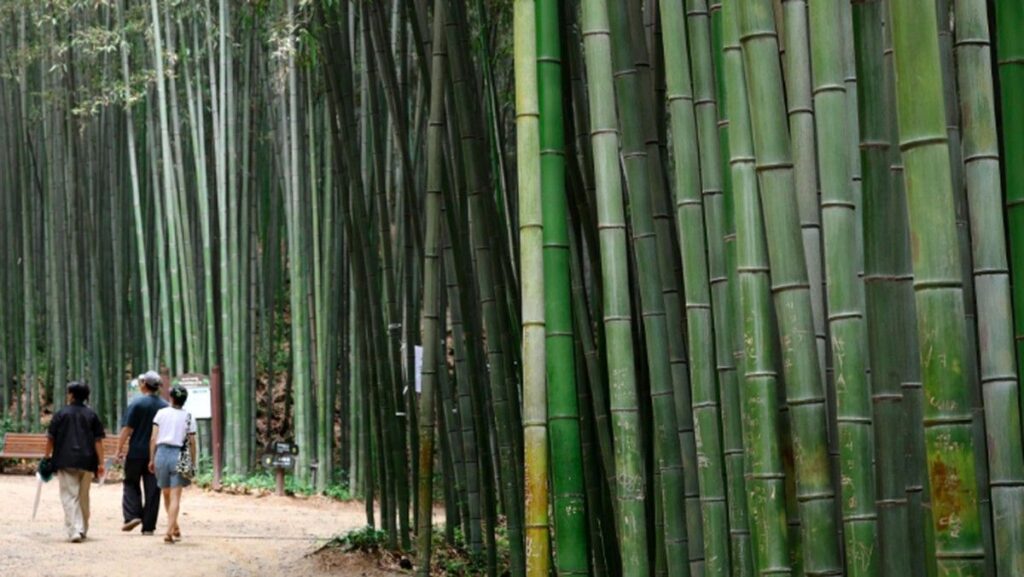 Studi NIFoS Ungkap Hutan Kota Mampu Turunkan Suhu Hingga 2 Derajat
