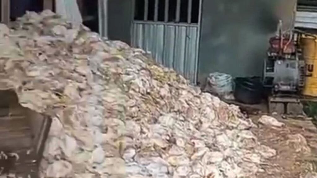 PLN Evaluasi Kematian 5.000 Ayam akibat Pemadaman Listrik di HST