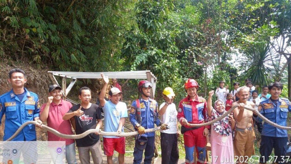 Petugas Damkar Evakuasi Dua King Kobra Kawin di Jonggol Bogor