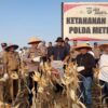 Polres Metro Bekasi Panen 20 Ton Jagung di Cikarang Pusat