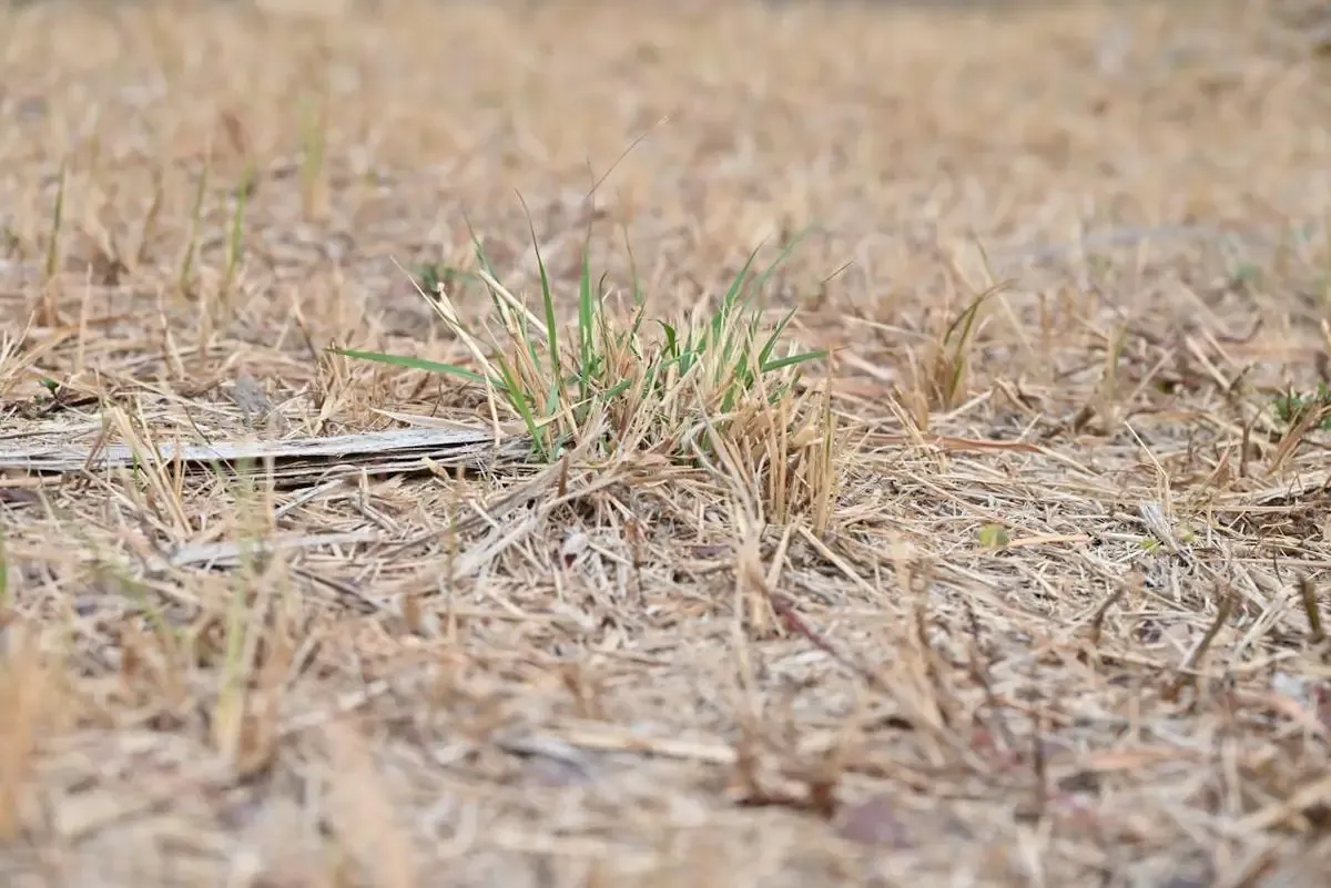 Dinas Pertanian Lebak Petakan 372 Hektare Sawah Terdampak Kekeringan