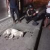 Anjing Diduga Rabies Gigit Turis China dan Warga di Bangli